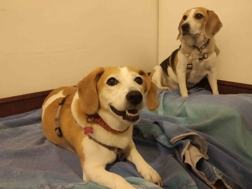 Dog sitter Bologna - Bologna pet otel görseli 7