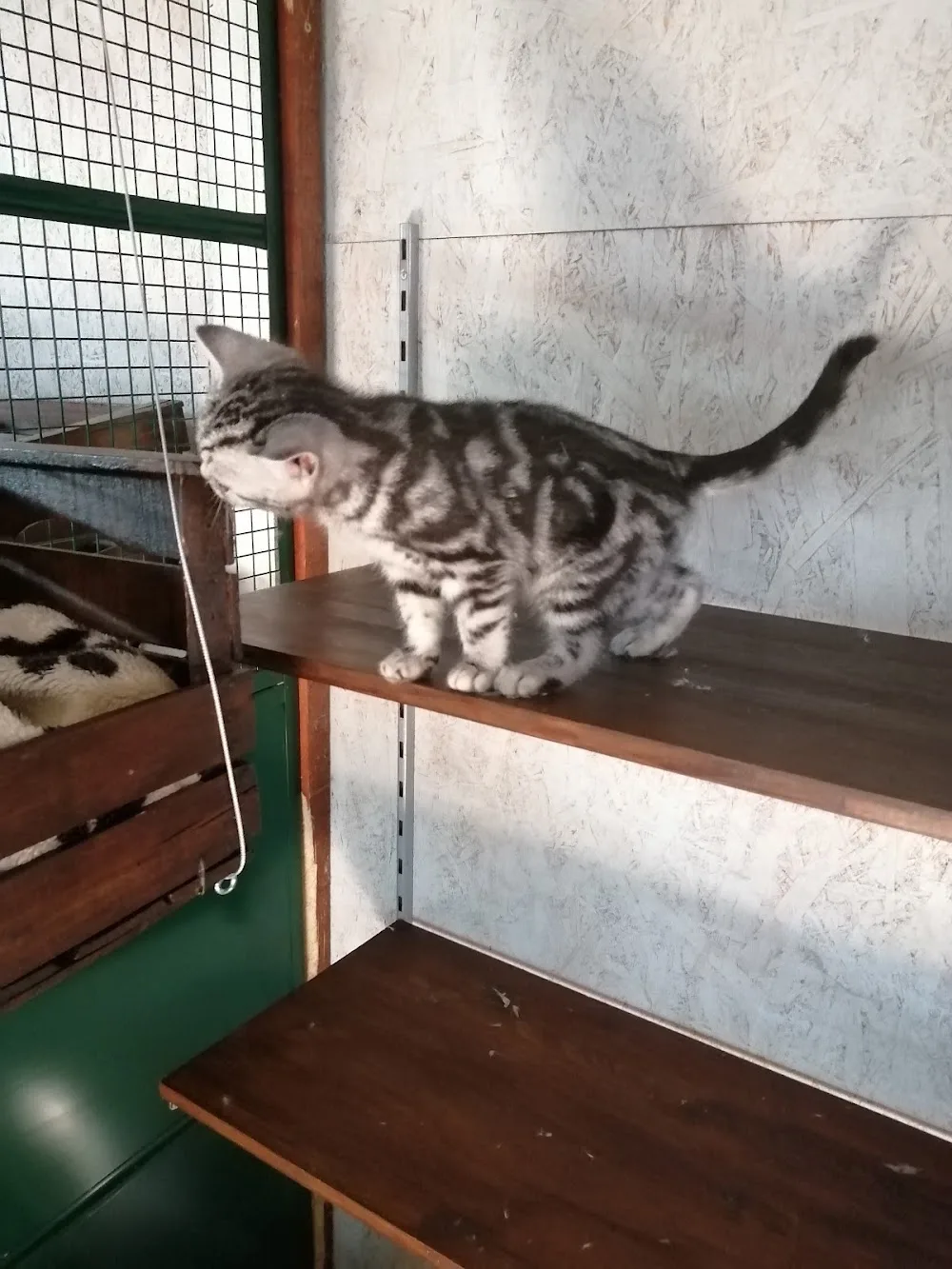 Pensione per Gatti - Bologna pet otel görseli 2