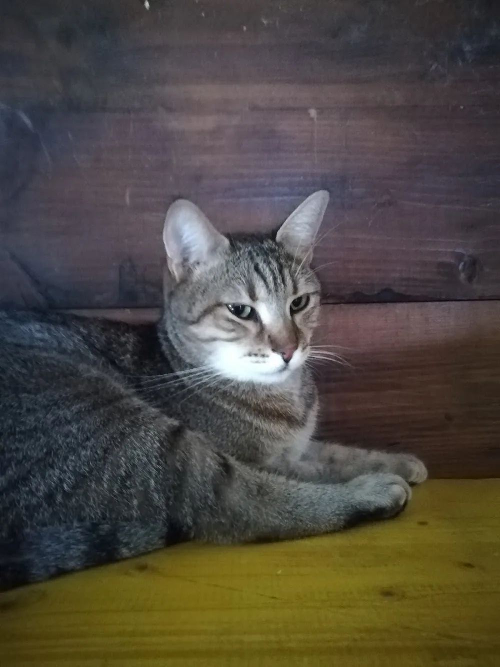 Pensione per Gatti - Bologna pet otel görseli 3