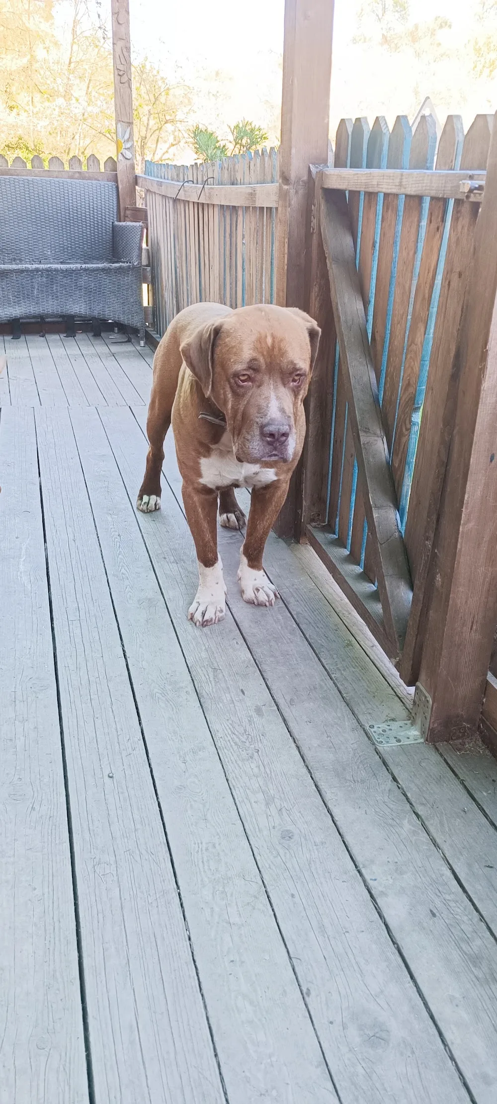 Ronca Dog - Ostello a 4 zampe - Bologna pet otel görseli 7