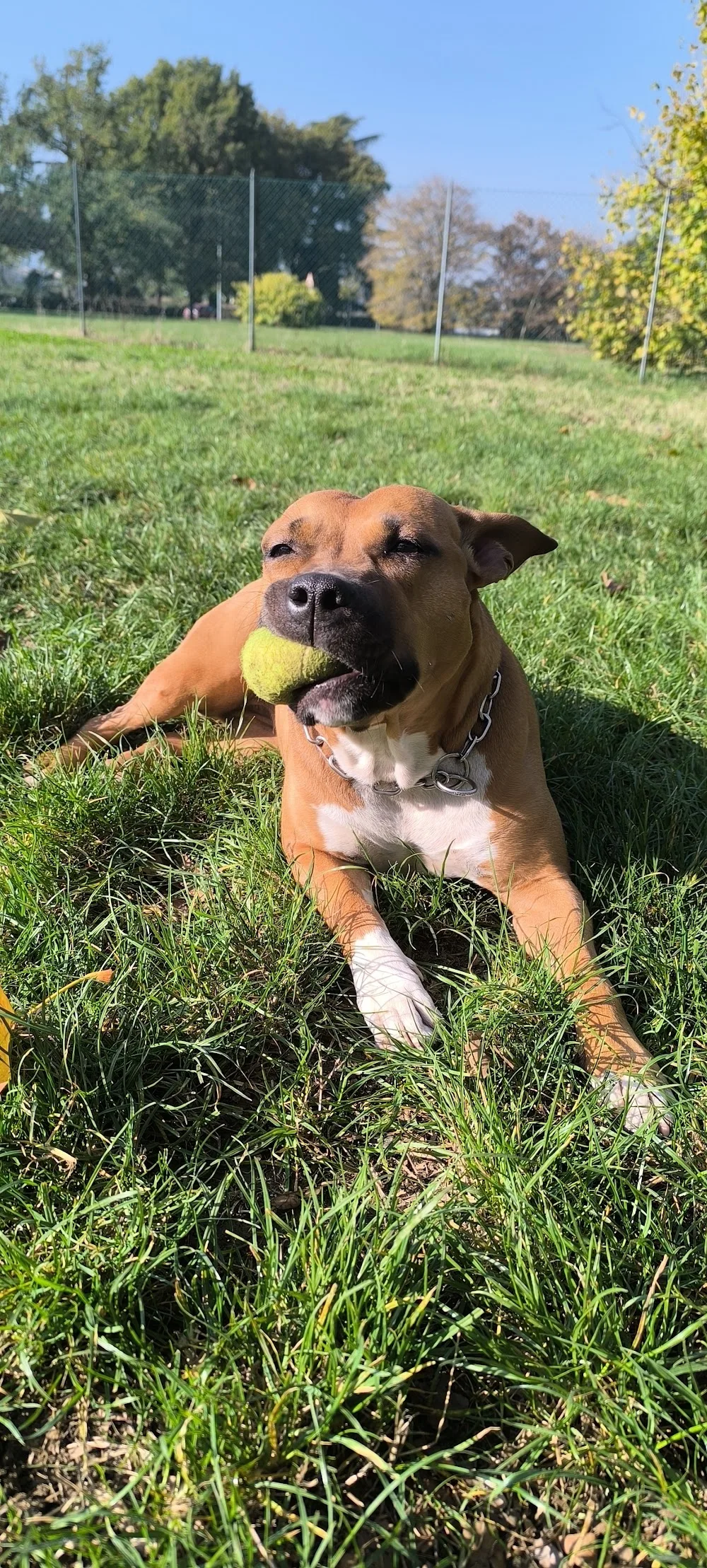 Villa Pet Sitter - Bologna pet otel görseli 2