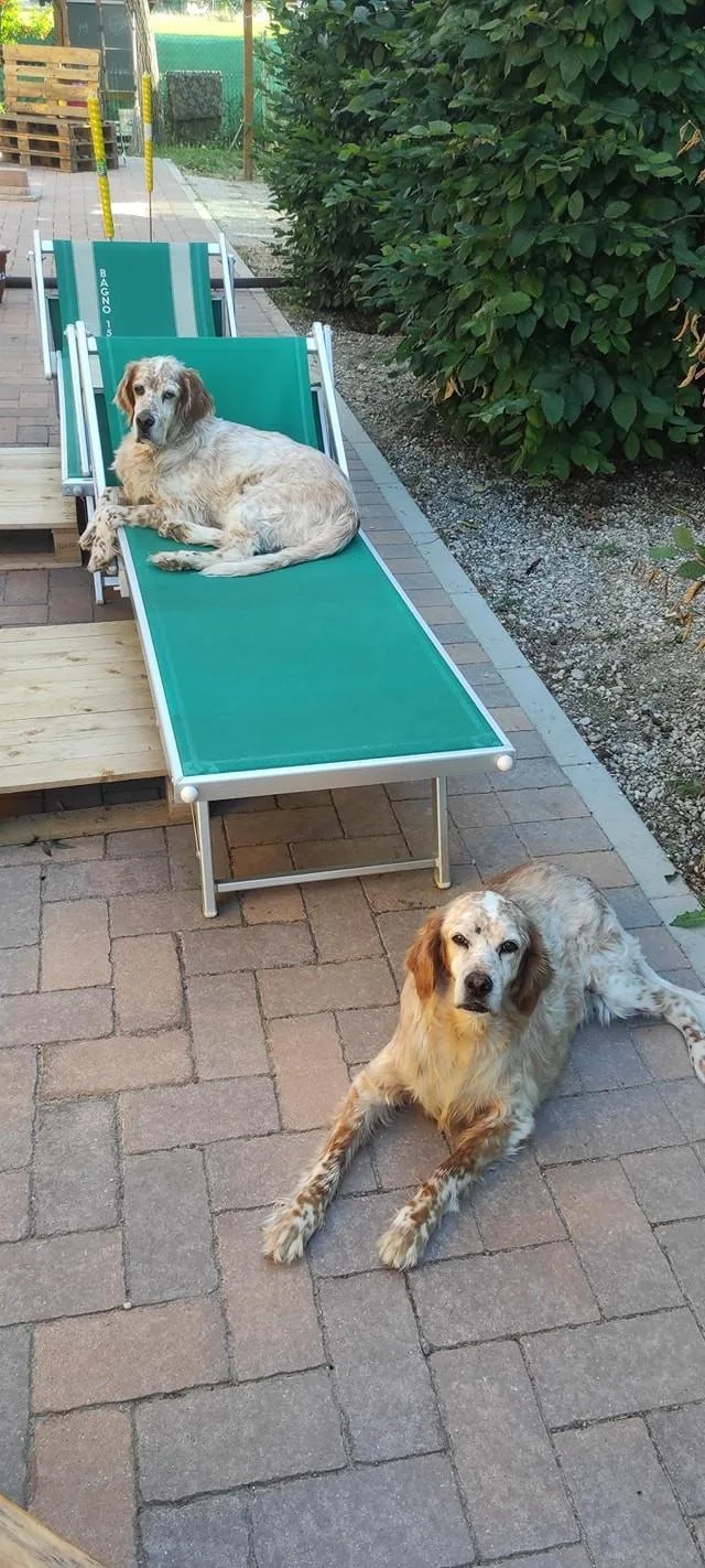 Villa Pet Sitter - Bologna pet otel görseli 3