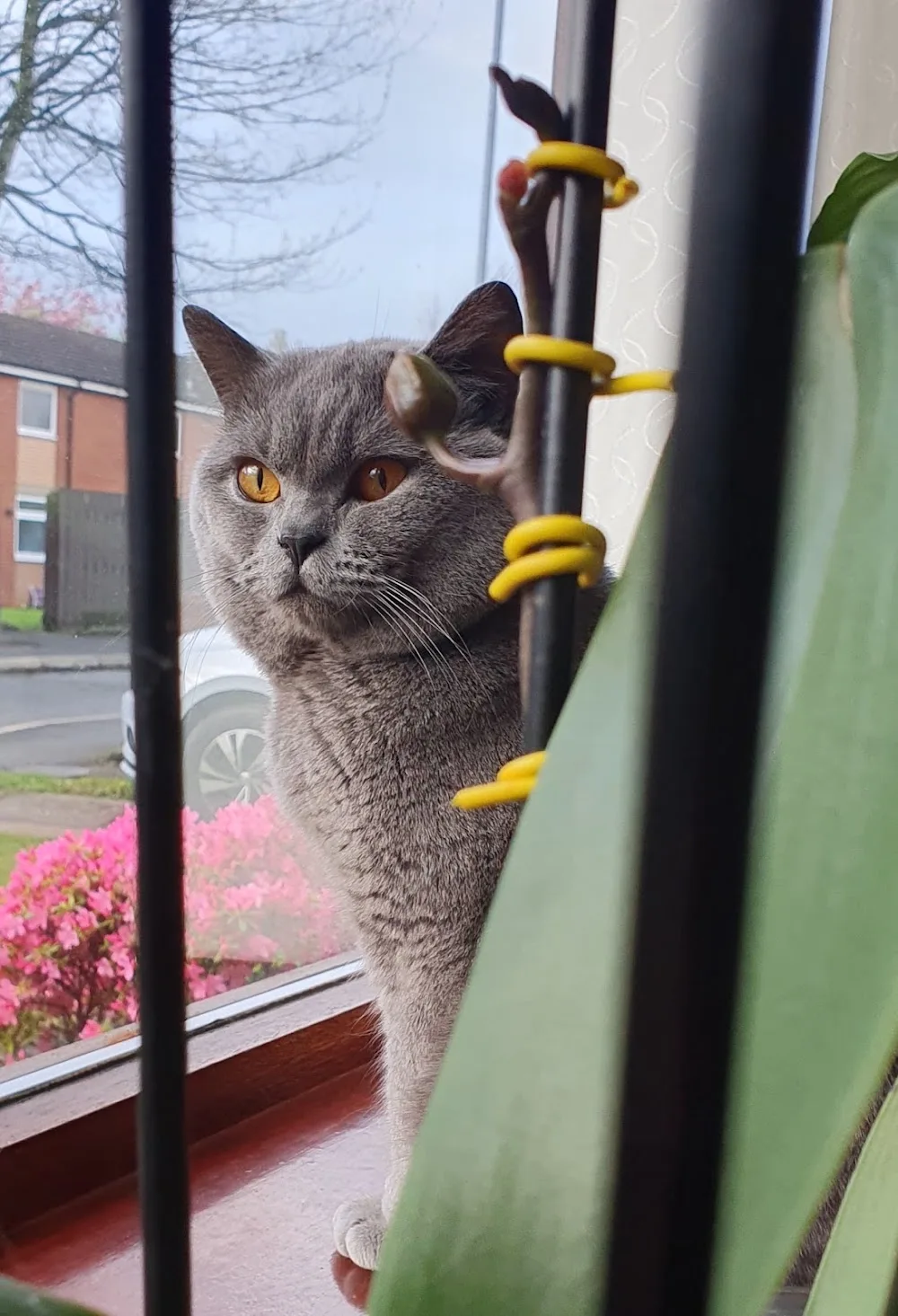 Brook Farm Cattery - Bolton pet otel