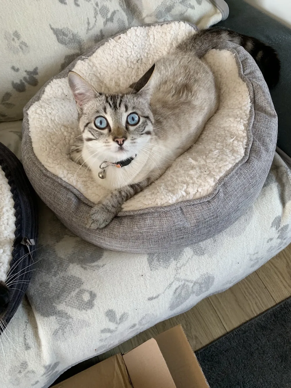 Brookvale Farm Cattery - Bolton pet otel