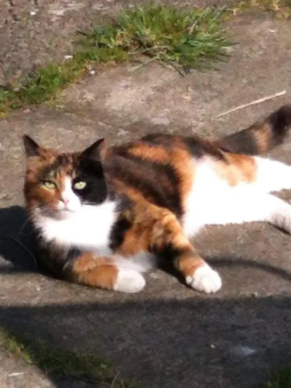 Brookvale Farm Cattery - Bolton pet otel görseli 3