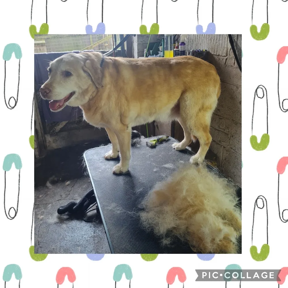Crowness boarding kennels and groomers - Bolton pet otel görseli 3
