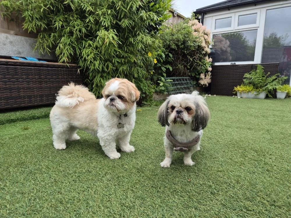Dog Home Boarding with Louise - Bolton pet otel görseli 3
