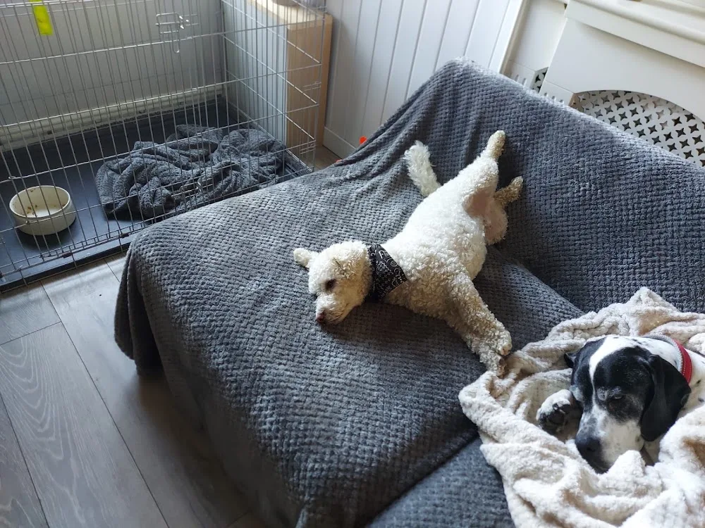 Happy Hounds On Vacation - Bolton pet otel