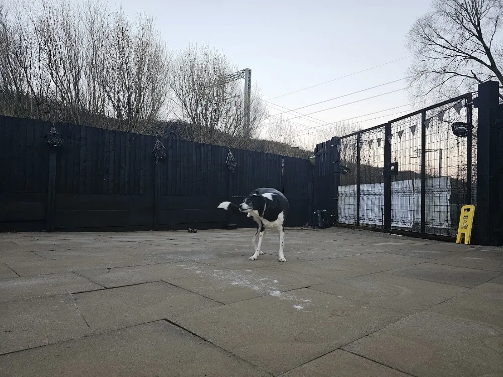 Kearsley kennels - Bolton pet otel görseli 3