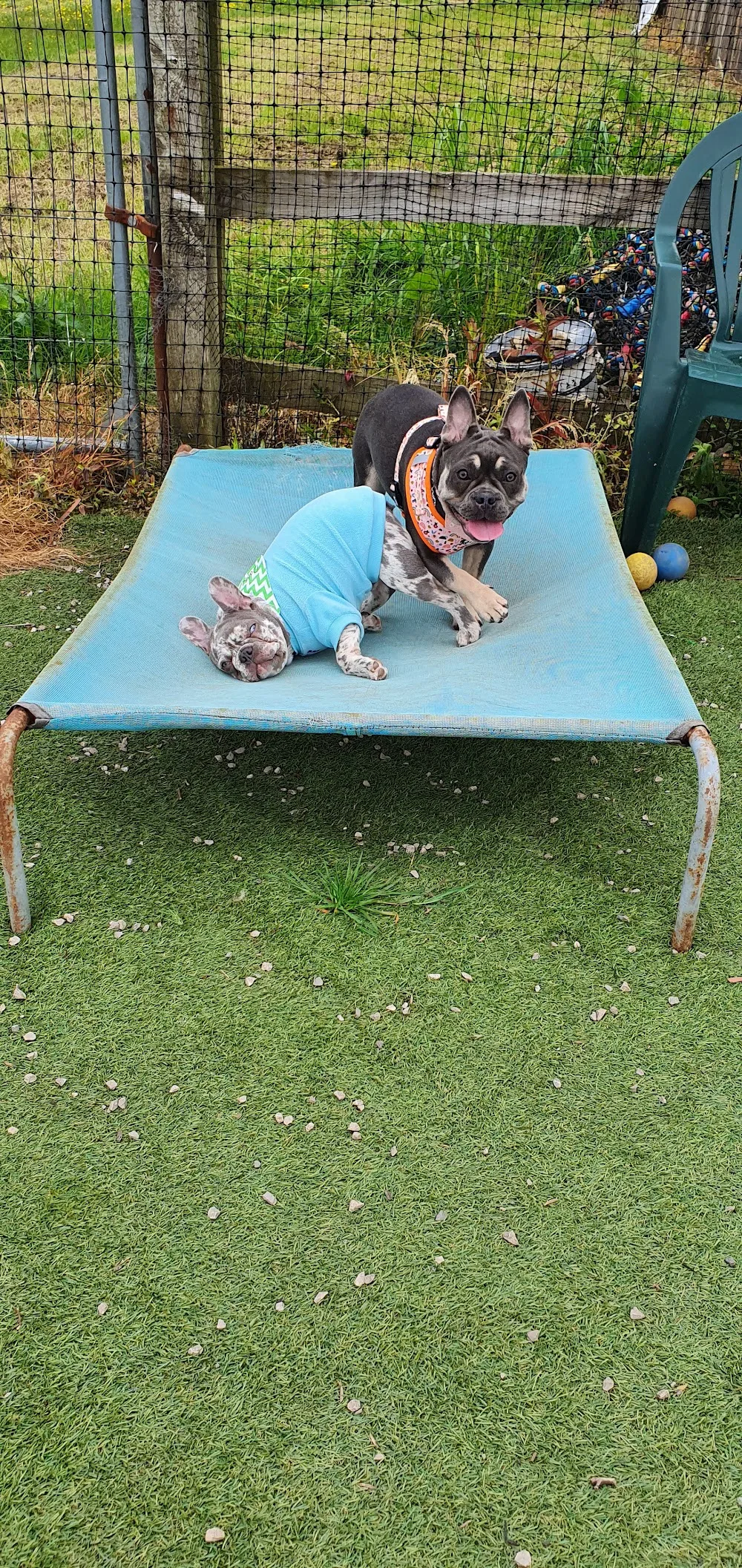 Keepers Boarding Kennels - Bolton pet otel