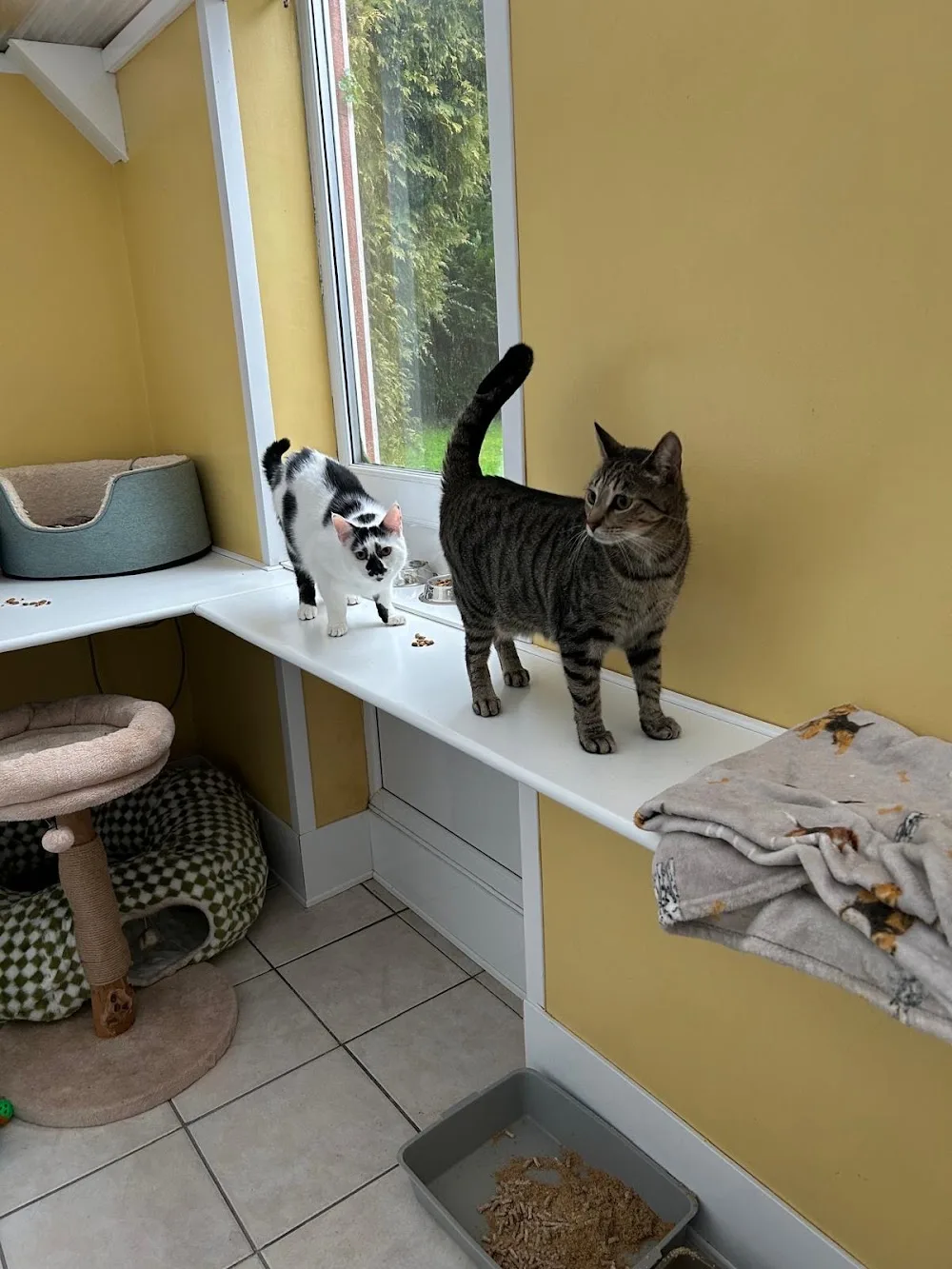 Little Lever Cattery - Bolton pet otel görseli 3