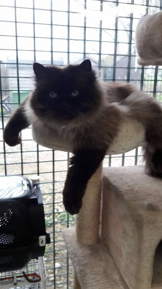 Moss Hall Farm Cattery - Bolton pet otel