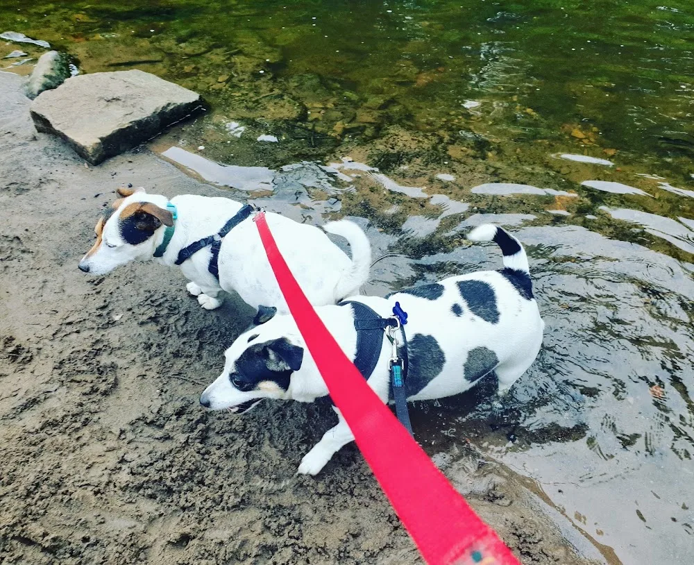 My Pawfect Adventure dog home boarding - Bolton pet otel