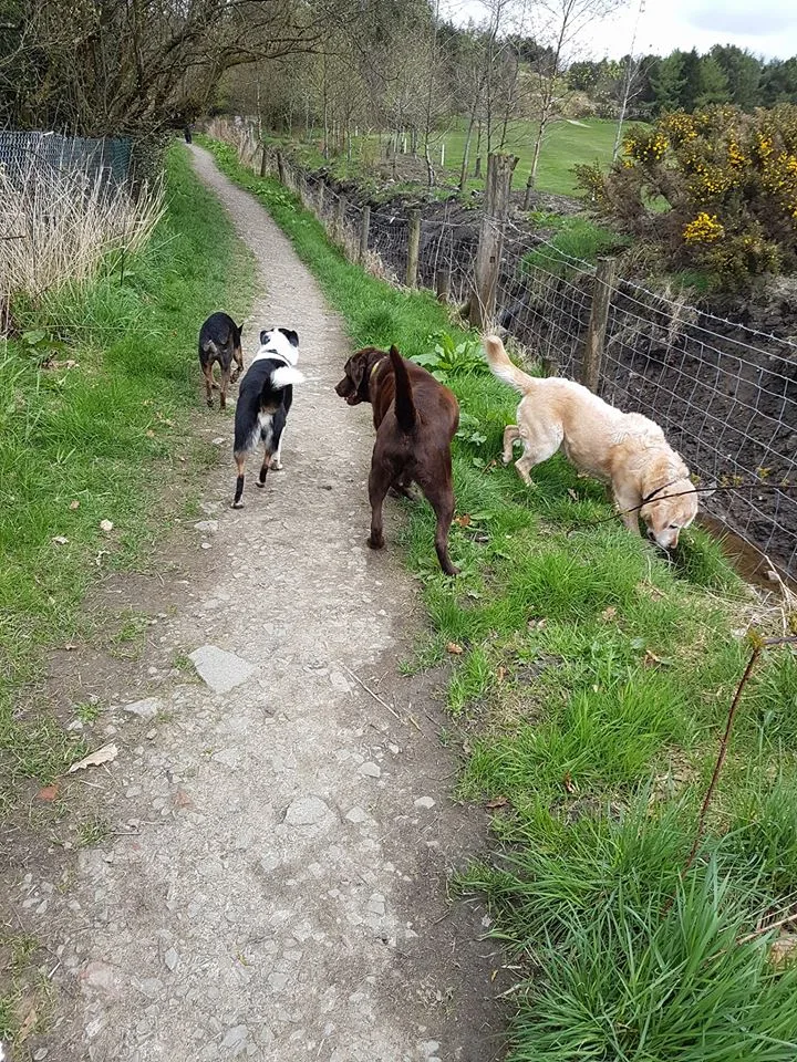 My Pawfect Adventure dog home boarding - Bolton pet otel görseli 3