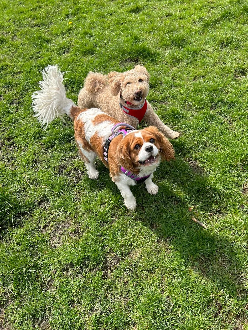 Paws Aboard - Doggie Day Care & Dog Boarding - Bolton pet otel