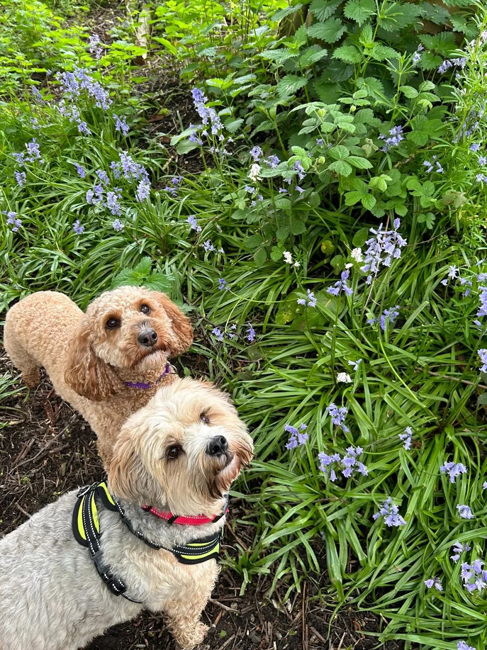 Paws Aboard - Doggie Day Care & Dog Boarding - Bolton pet otel görseli 3