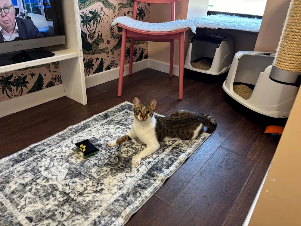 The Cats Other Mother Boutique Cat Hotel - Bolton pet otel görseli 3