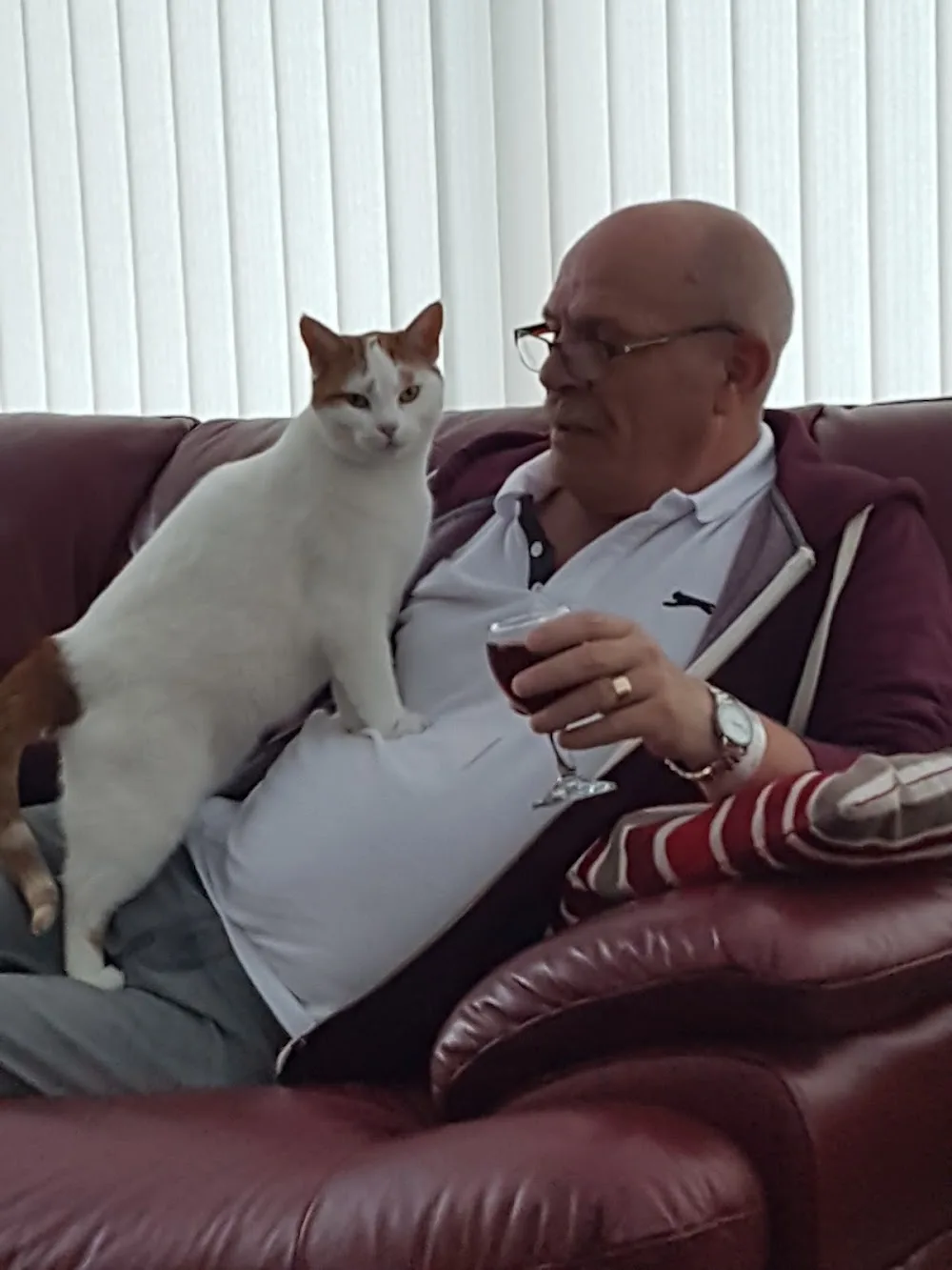 The Mews Cattery - Bolton pet otel görseli 3