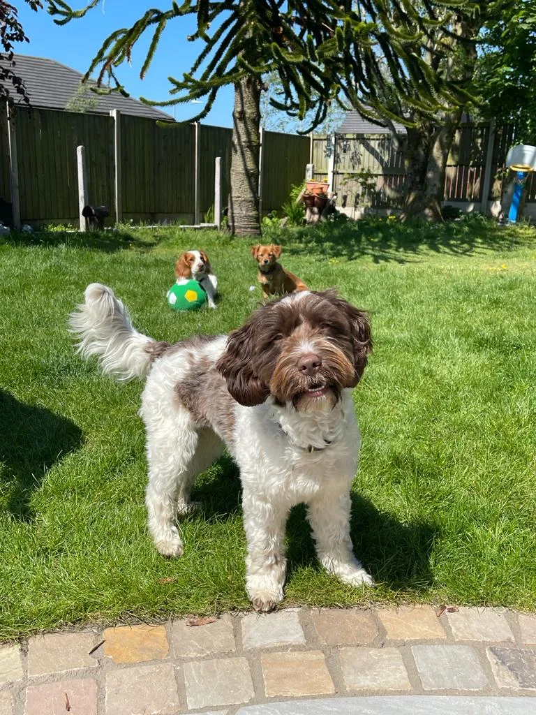 Woodford Dog Boarding - Bolton pet otel görseli 3