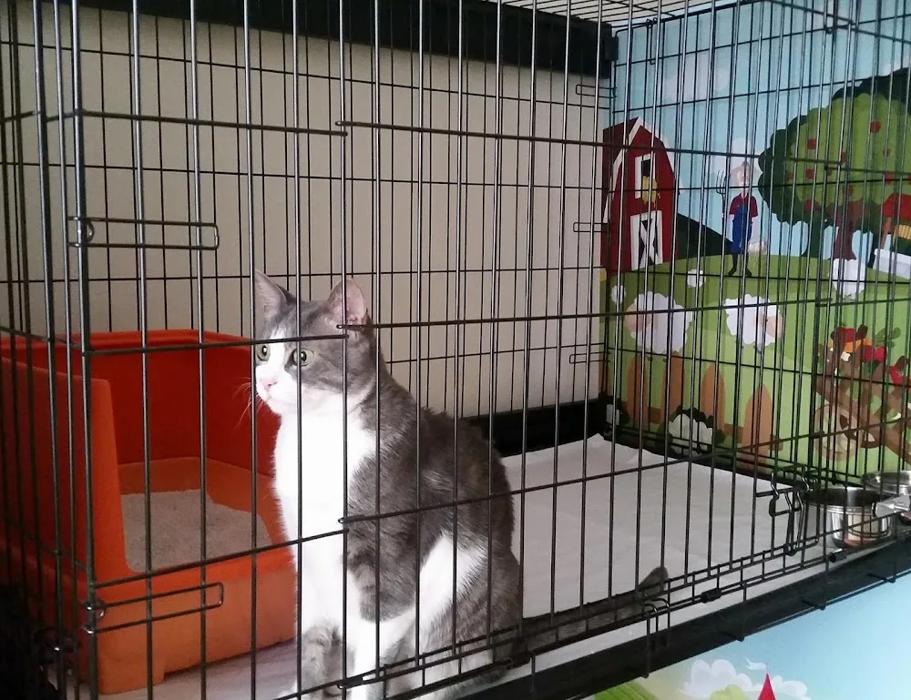 Bomontipati kedi köpek pansiyonu - Istanbul pet otel