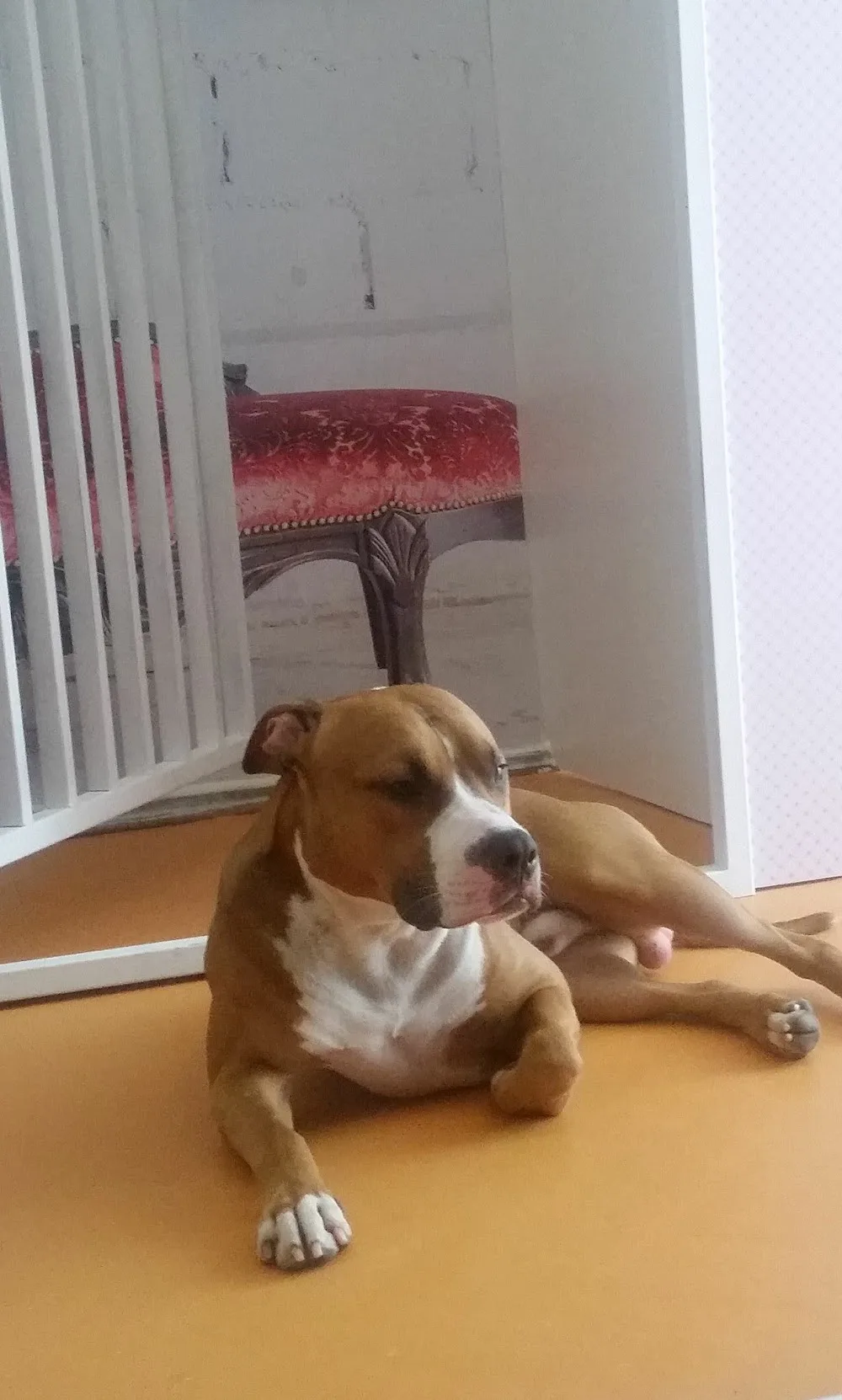 Bomontipati kedi köpek pansiyonu - Istanbul pet otel görseli 3