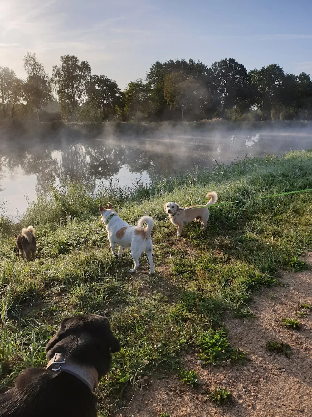 Bärbels Hundepension - Bönningstedt pet otel görseli 3