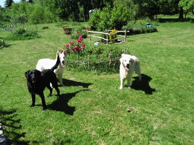 Hundebetreuung Nord - Bönningstedt pet otel