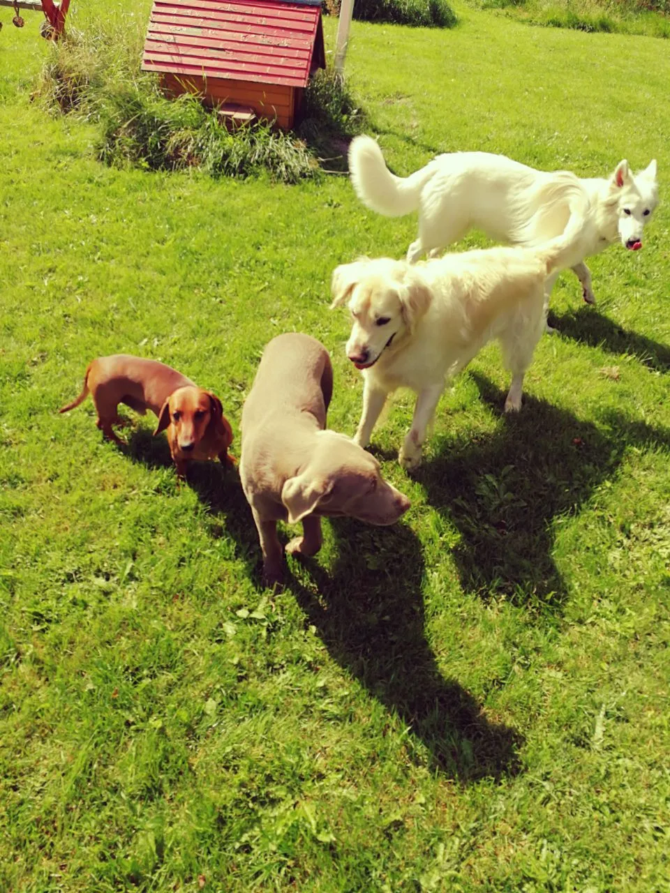 Hundebetreuung Nord - Bönningstedt pet otel görseli 3