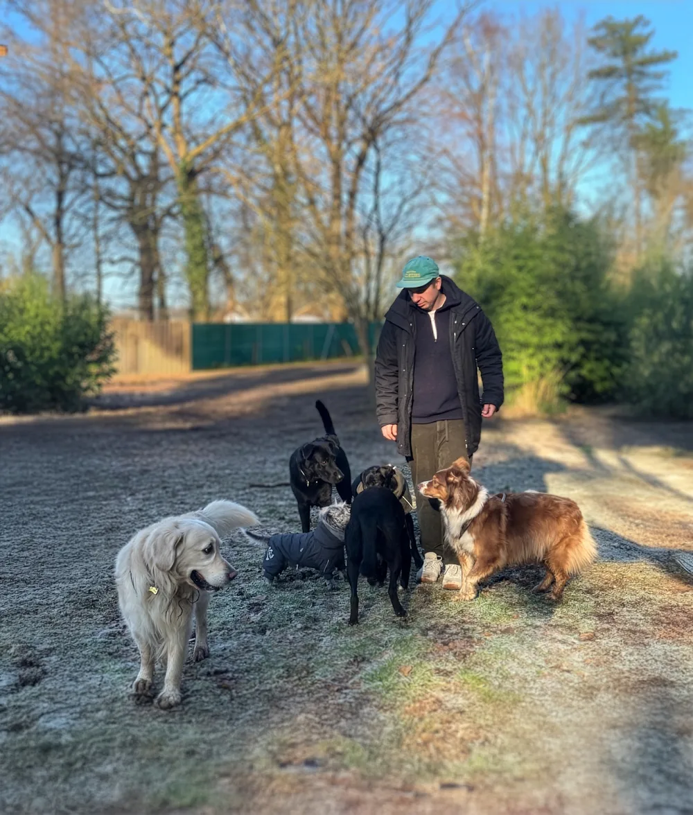 Hundekollektiv-Hundebetreuung&Hundesitting - Bönningstedt pet otel
