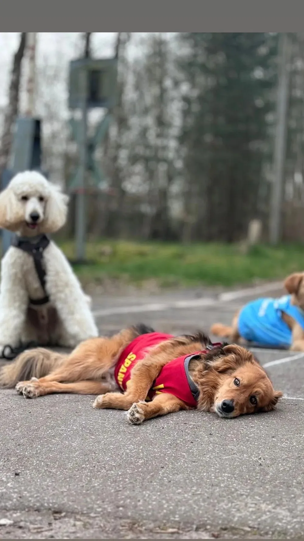 SHYVA Hundezentrum - Bönningstedt pet otel görseli 3
