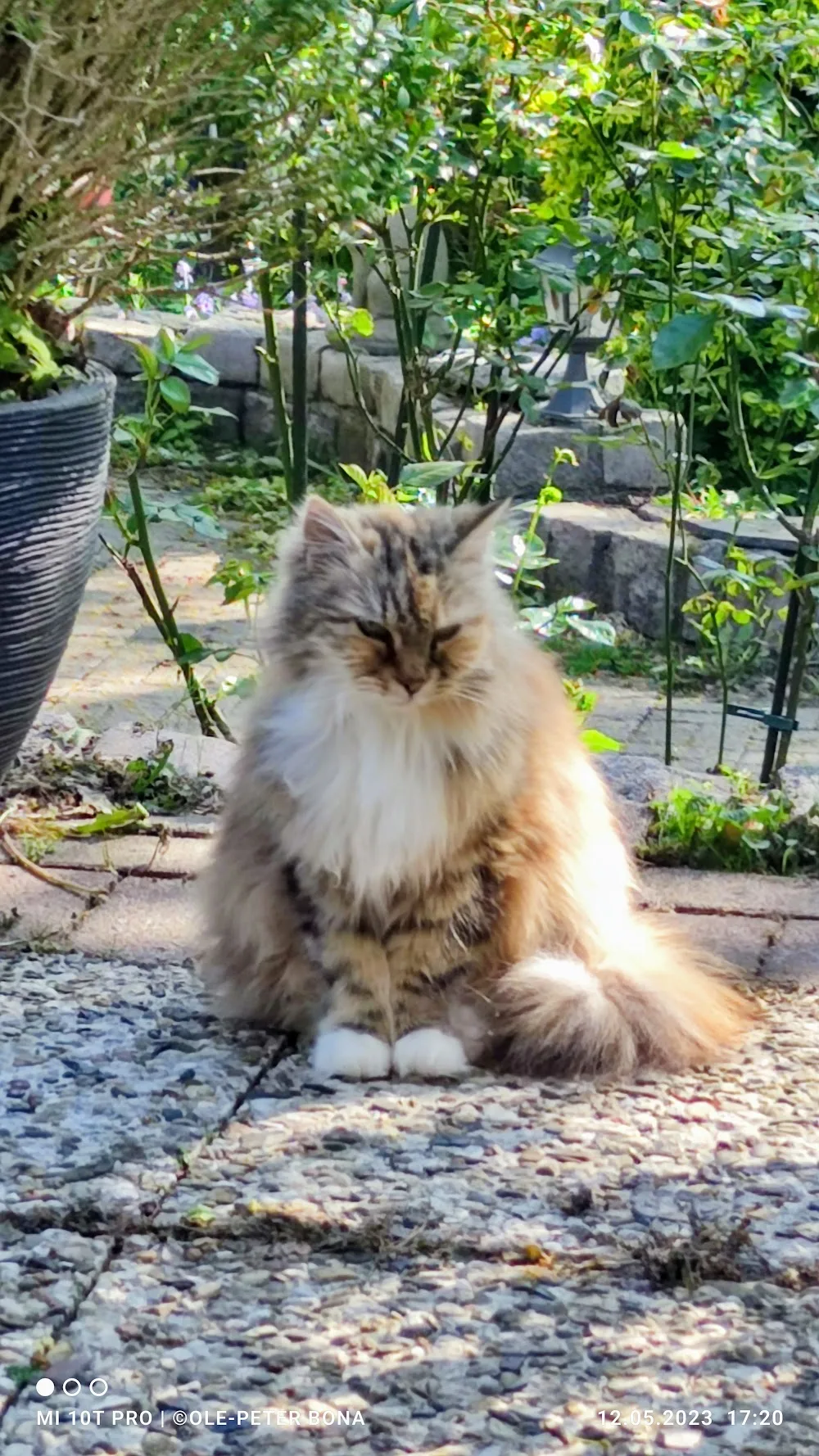 Sibirische Katzen von der Gronau - Bönningstedt pet otel görseli 3