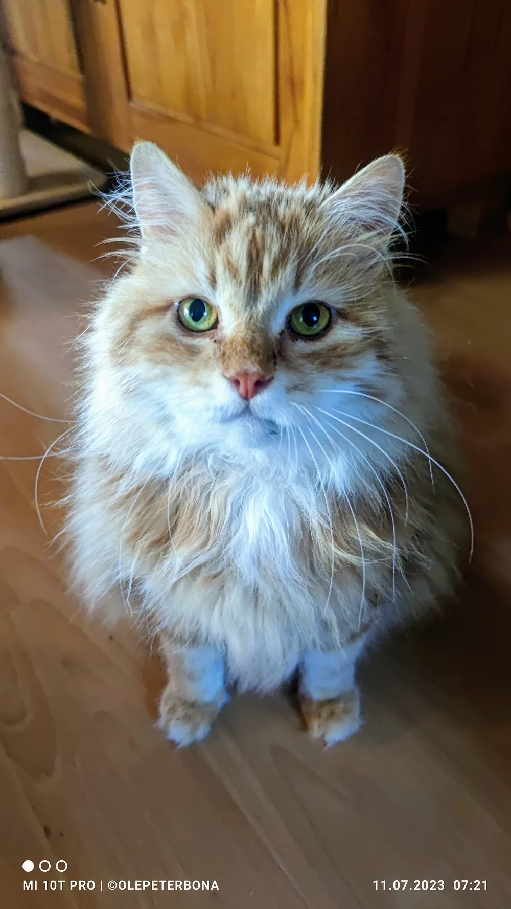 Sibirische Katzen von der Gronau - Bönningstedt pet otel görseli 5