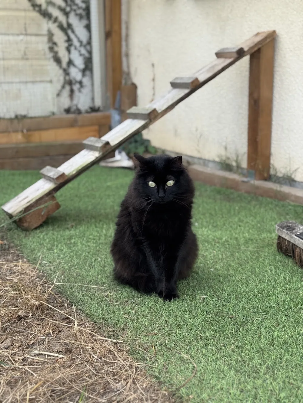 4 Pattes Bonheur - Cat-sitting & Pension féline familiale Bordeaux - Bordeaux pet otel