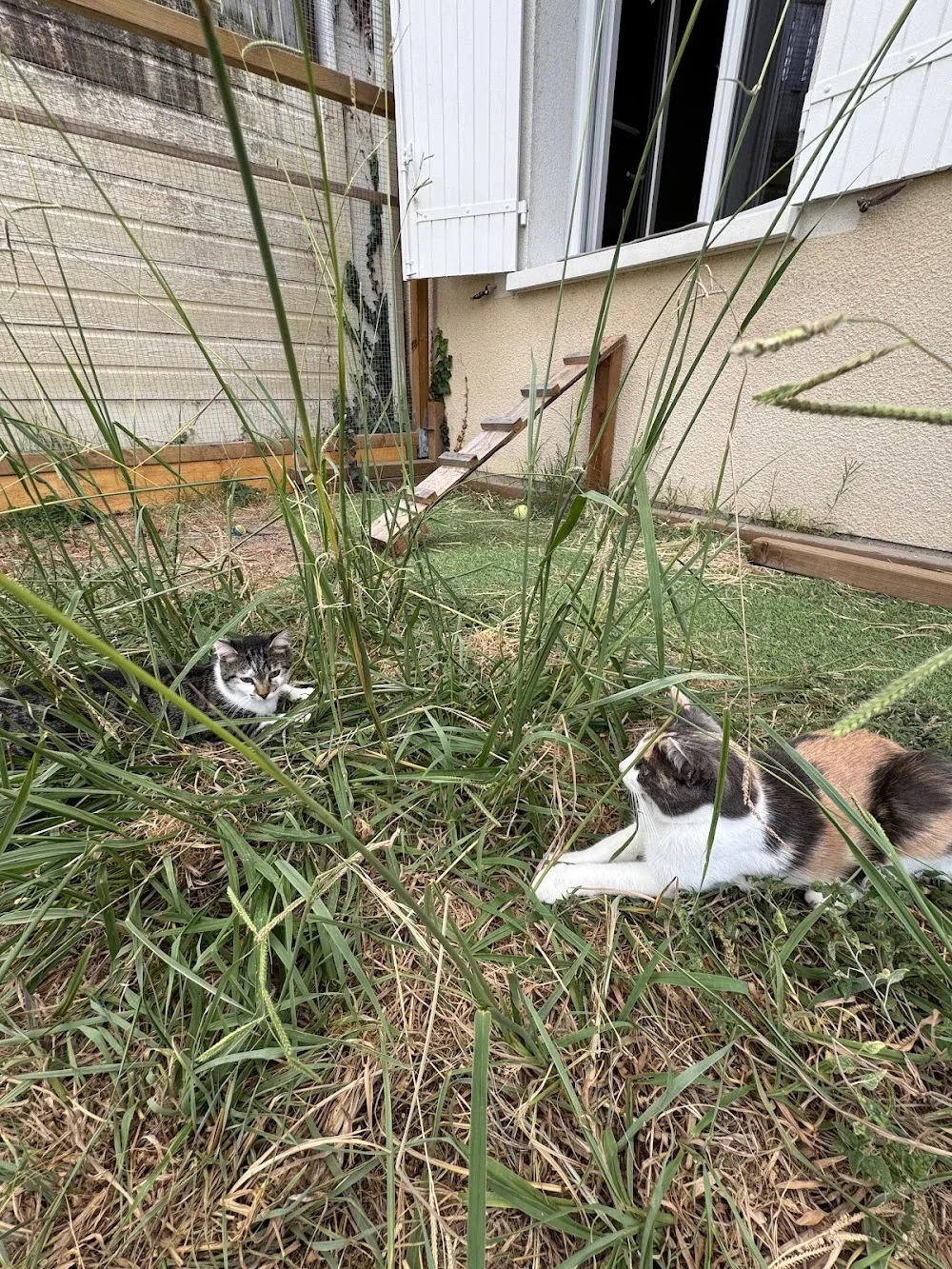 4 Pattes Bonheur - Cat-sitting & Pension féline familiale Bordeaux - Bordeaux pet otel görseli 3