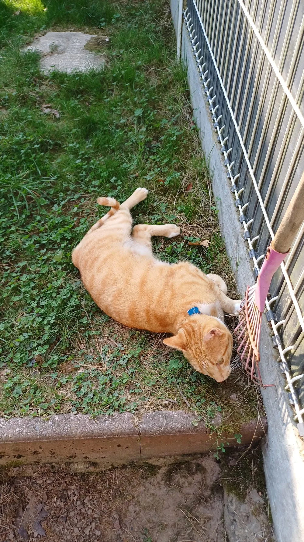 À tous poils - Bordeaux pet otel görseli 6
