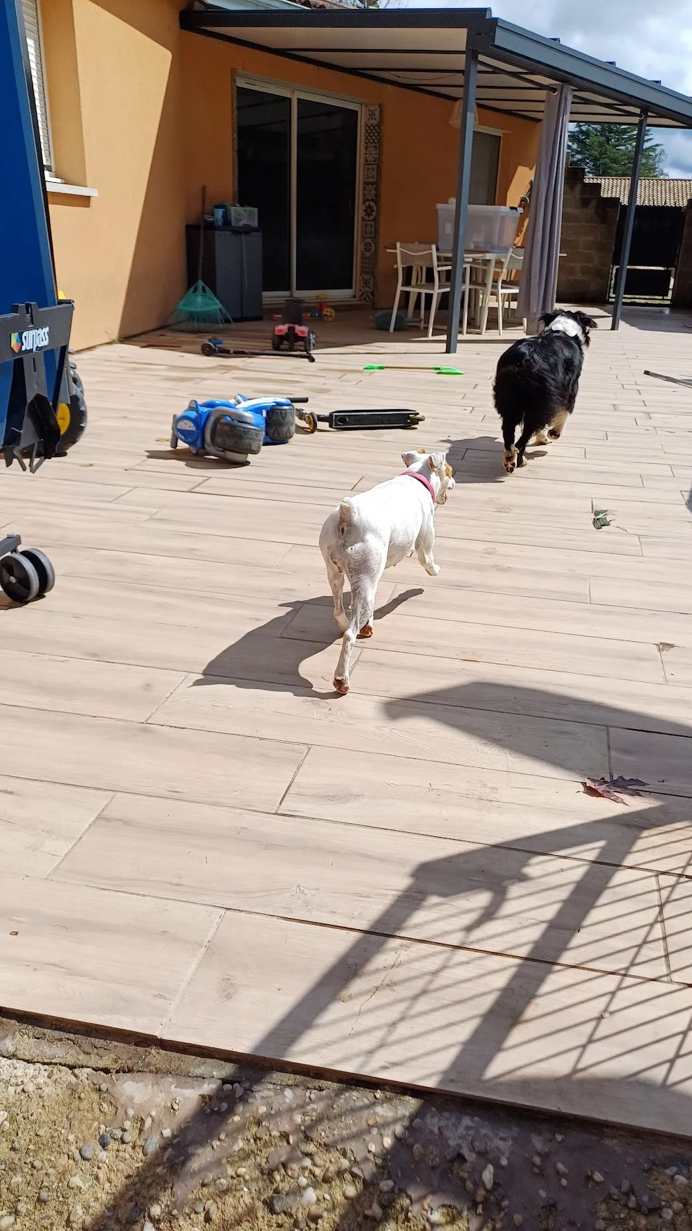 À tous poils - Bordeaux pet otel görseli 7