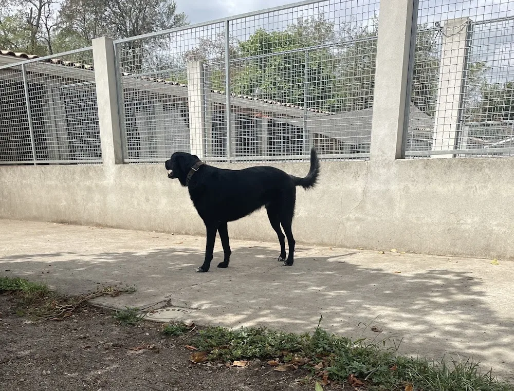 Chenil Bellevue - Bordeaux pet otel görseli 6