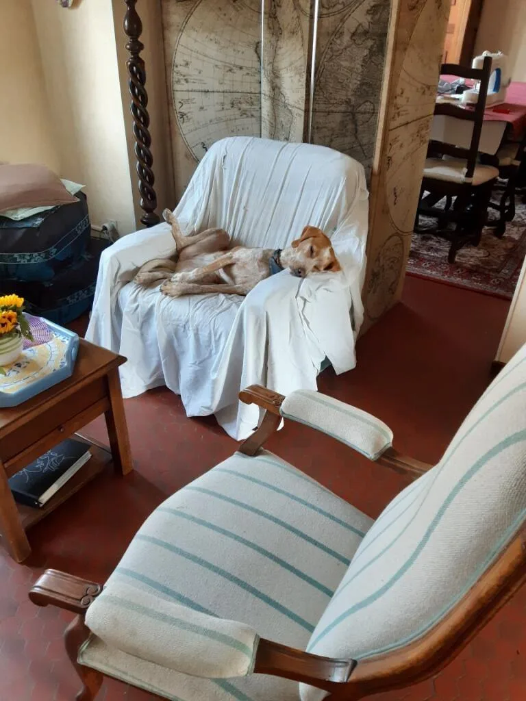 Dogtel Pension - Bordeaux pet otel
