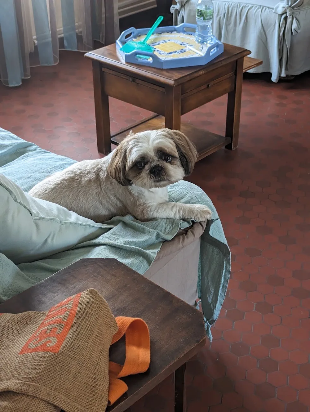 Dogtel Pension - Bordeaux pet otel görseli 3