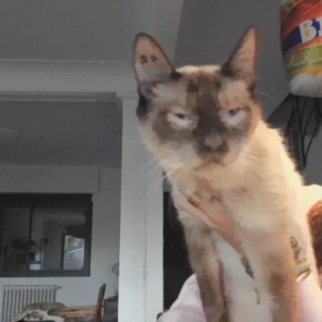 L' Arche de Loly / Visites de Chats à Domicile & Pension / Communication Animale - Bordeaux pet otel görseli 8