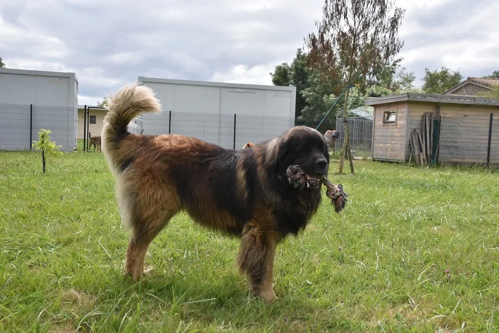 La Colo-nimaux - Pension Chien & Chat - Bordeaux pet otel