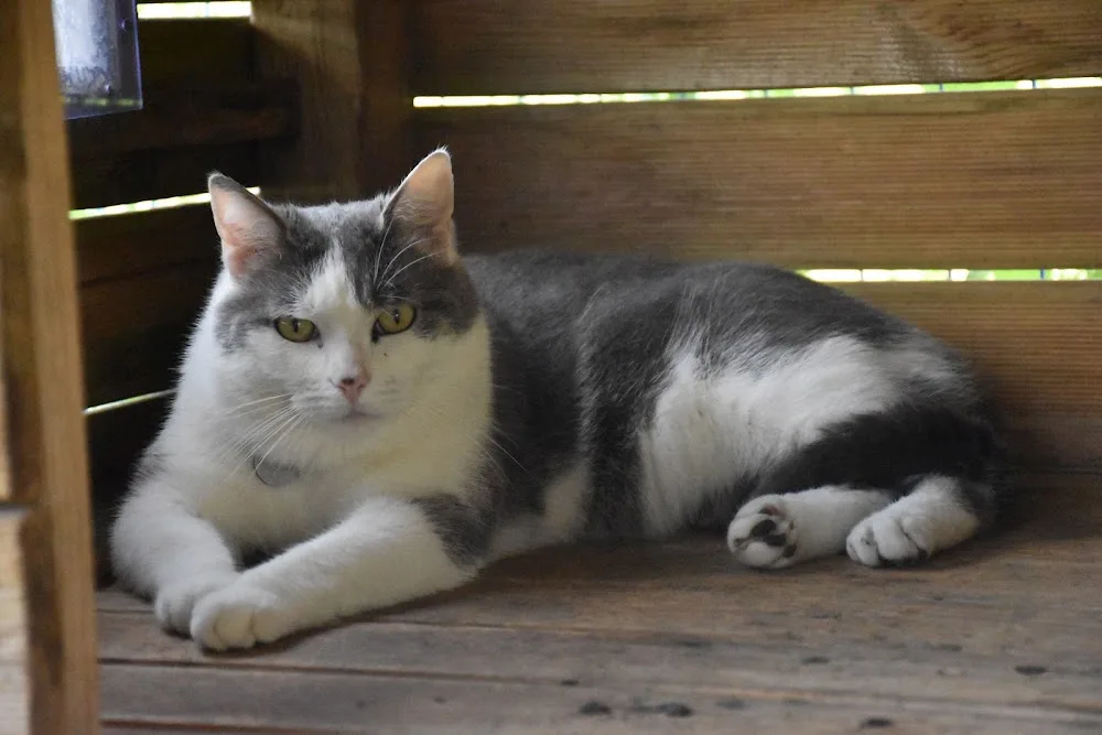 La Colo-nimaux - Pension Chien & Chat - Bordeaux pet otel görseli 7