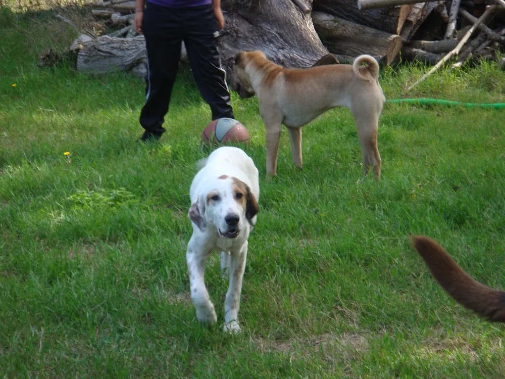 LE GITE CANIN - Bordeaux pet otel görseli 3