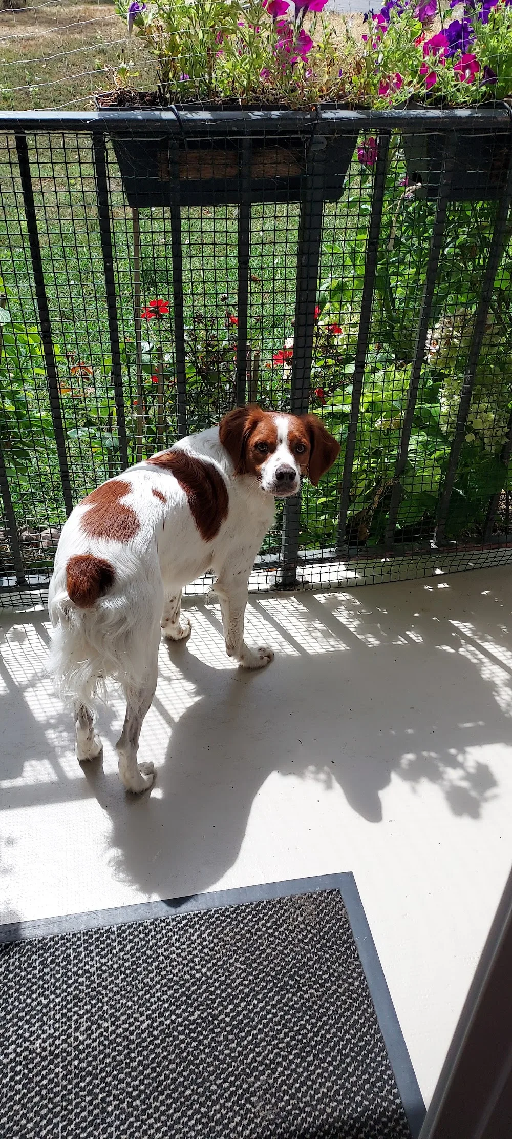 LE GITE CANIN - Bordeaux pet otel görseli 6