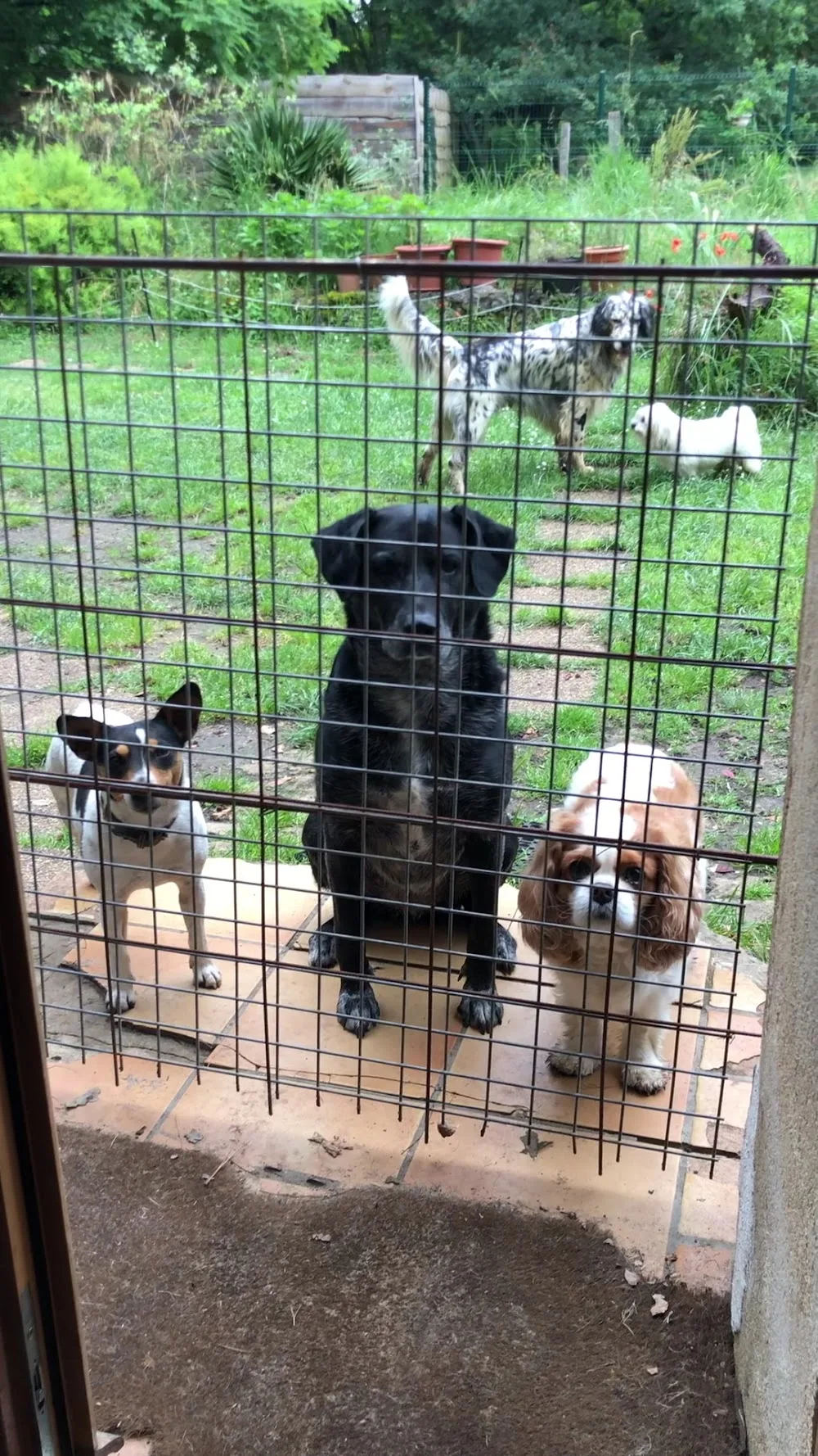 Pension Canine de Cameillac - Bordeaux pet otel görseli 6