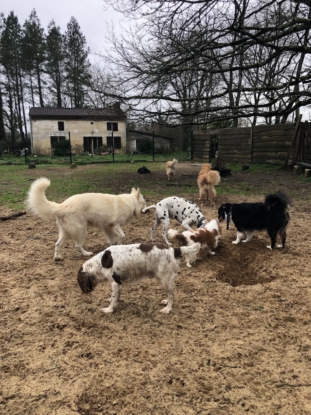 Pension Canine de Cameillac - Bordeaux pet otel görseli 7