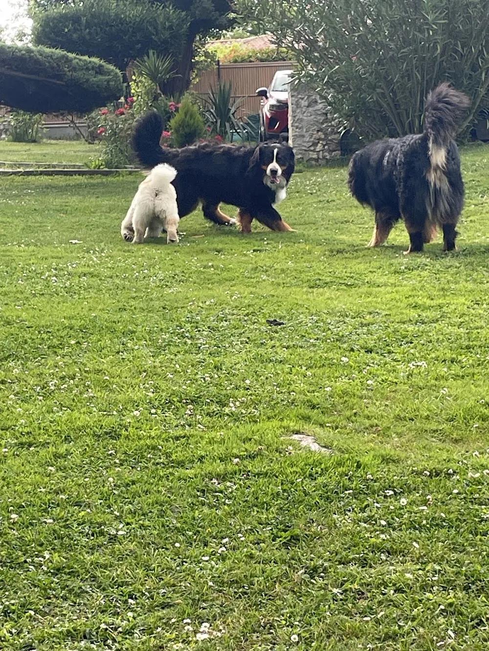 Pension canine de la villa Luna du bois d'Alex - Bordeaux pet otel görseli 2