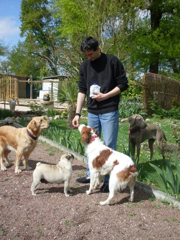 Pension canine de la villa Luna du bois d'Alex - Bordeaux pet otel görseli 7