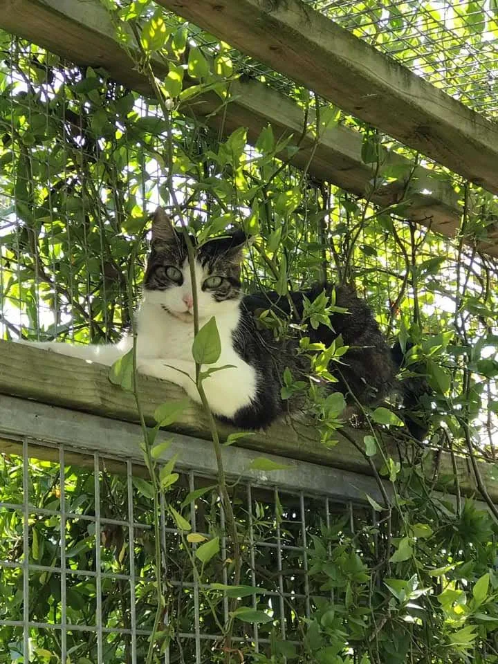 Pension De La Conque - Pension Pour Chiens et Chats - Bordeaux pet otel görseli 2