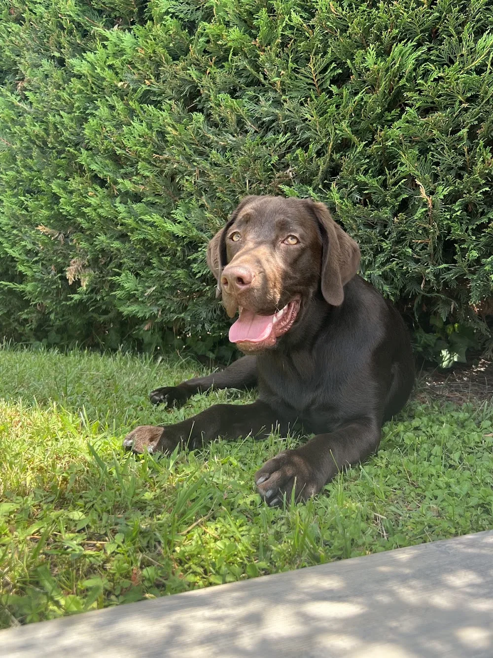 The nordix - Pension canine familiale - Bordeaux pet otel görseli 2
